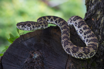 Fototapeta premium Close up of Mangrove Pitviper snake