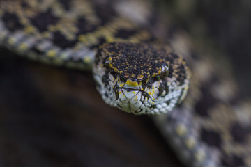 Close up of Mangrove Pitviper snake