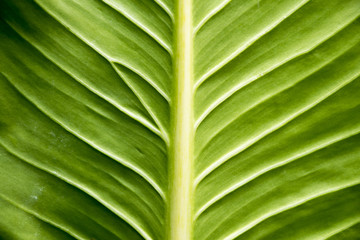 Close up green leaf texture/background. Abstract macro of nature.