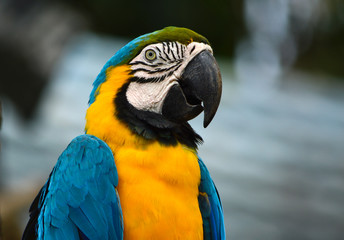 Macaw bird