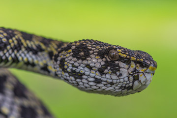 Close up of Mangrove Pitviper snake