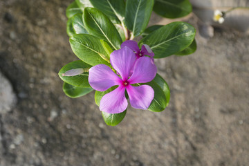 Purple Catharanthus roseus flowers. Pink Wildflower.