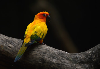Sunconure