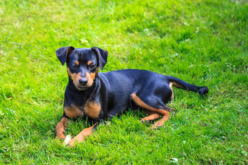 Zwergpinscher auf der Wiese