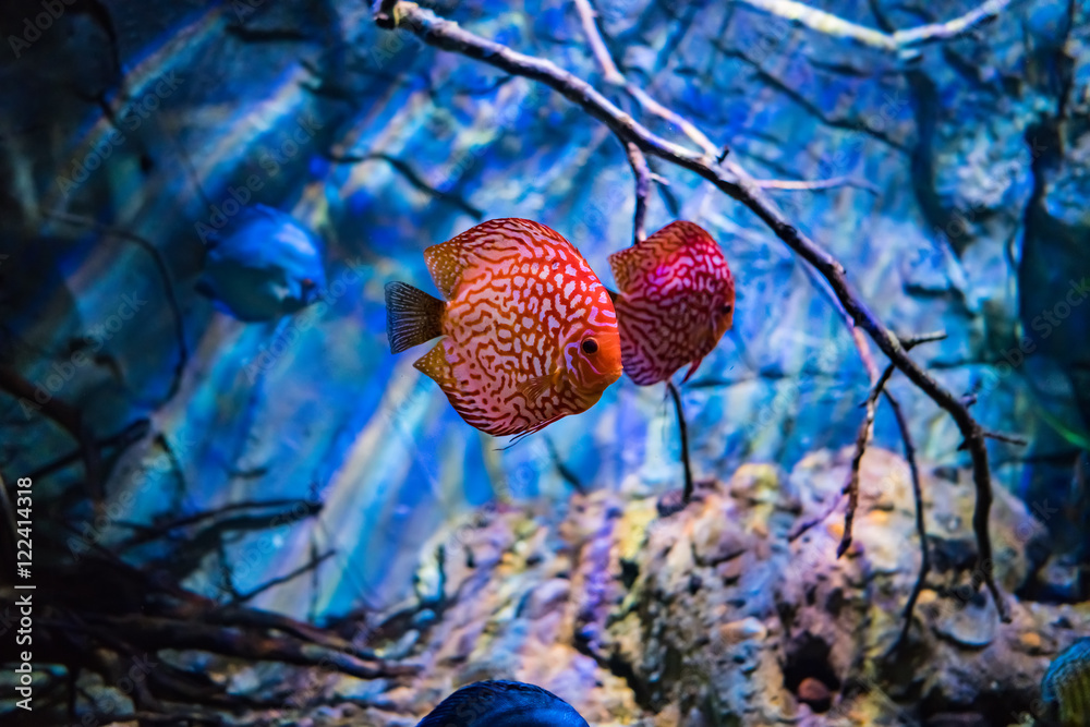 Wall mural symphysodon discus in an aquarium on a blue background - Wall murals