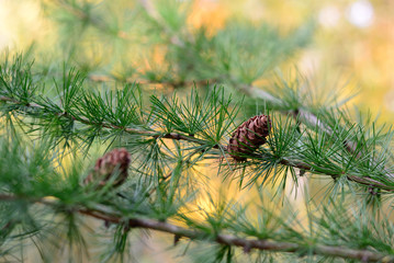 Larch cone