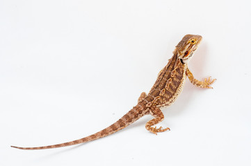 Fototapeta premium one agama bearded on white background.reptile close-up.