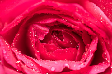 Red Rose Closeup
