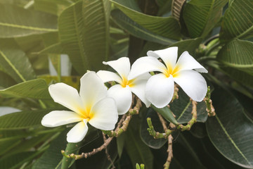Plumeria flower with nature background to create a beautiful