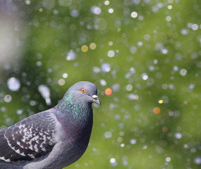 pigeon in fountain with bokeh lights