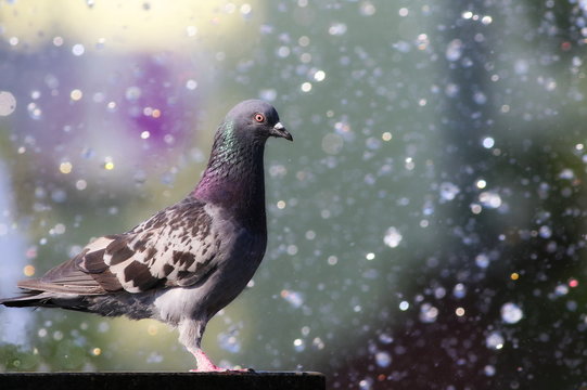 pigeon in fountain with bokeh lights