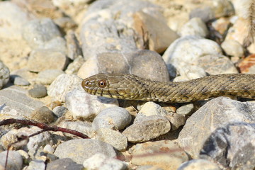 Dice snake (Natrix tessellata)
