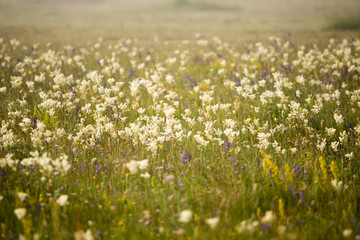 Castelluccio di Norcia
