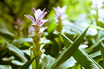 Curcuma sessilis