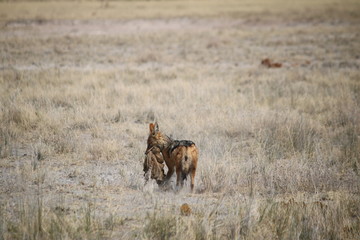 black-backed jackal eating zebra meat - Schabrackenschakal beim fressen - Wildhund - Canis mesomelas