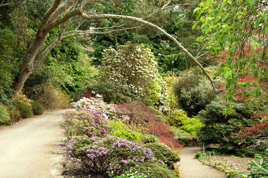 Azalea and Rhodedendron under Eucalyptus