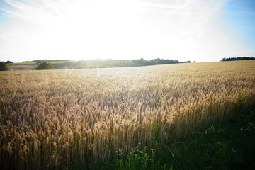 wheat field -Weizenfeld - at sunset - im sonnenuntergang 