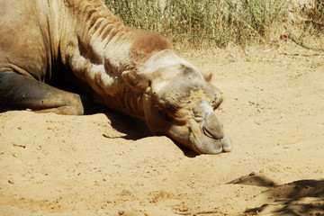 I put a muzzle camel in the sand.
