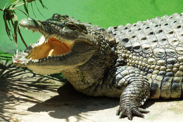 crocodile on the shore of the pond