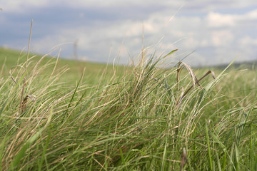 Grass on the field