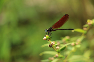 Dragonfly in focus