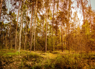 Obraz premium Herbstwald