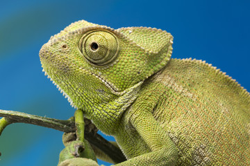 Chameleon close up © gordzam