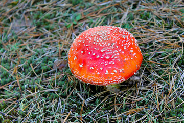 Red mushroom (Amanita Muscaria, Fly Ageric, Fly Amanita) in forest