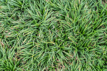 Green grass texture
