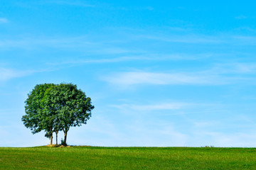 Fototapeta na wymiar Bäume auf einer Wiese vor blauem Himmel 