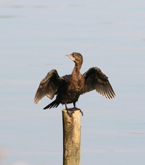 Pygmy Cormorant, Phalacrocorax pygmaeus