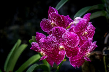 Purple orchid in orchid farm