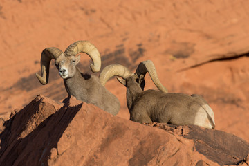 Fototapeta premium Desert Bighorn Sheep Rams
