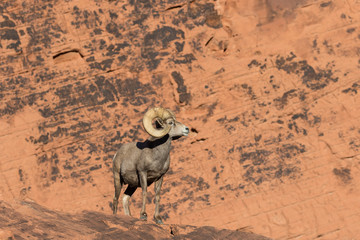 Fototapeta premium Full Curl Desert Bighorn sheep Ram