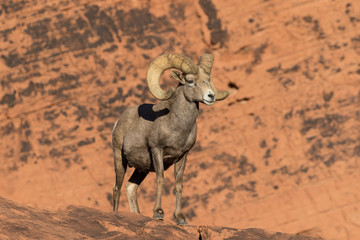 Full Curl Desert Bighorn sheep Ram