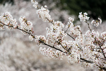 福岡・光雲神社の桜