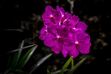 Purple orchid in orchid farm