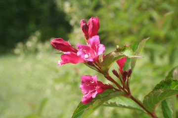 fiori rosa di cespuglio di Weigelia