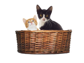 Fototapeta na wymiar cat looking in the basket