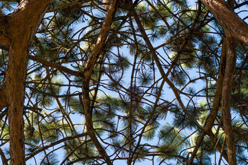 Scots pine (Pinus sylvestris) canopy branches from below. Looking up at branching coniferous tree with needles and cones in front of blue sky