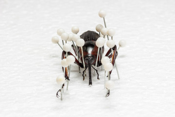 Dried Snout Beetle, Dry Preservation Snout Beetle