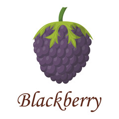 Blackberry vector illustration.