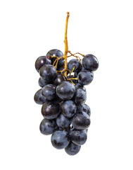 Bunch of ripe grapes with water drops