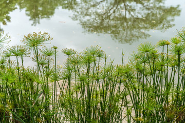 Green Cyperus plants
