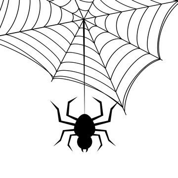 Spider on the web illustration