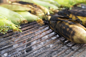 Corn on the Cob grilling on a Grill