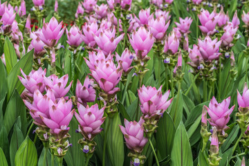 Siam tulip pink flowers