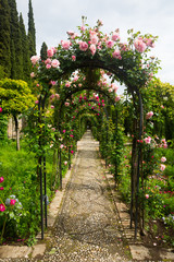 Arch with roses at garden of  Generalife. Granada