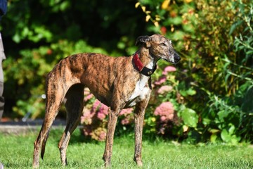 weiblicher Greyhound
