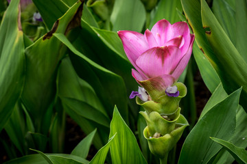 Siam tulip flowers